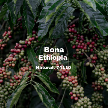 [Espresso] Ethiopia Bona